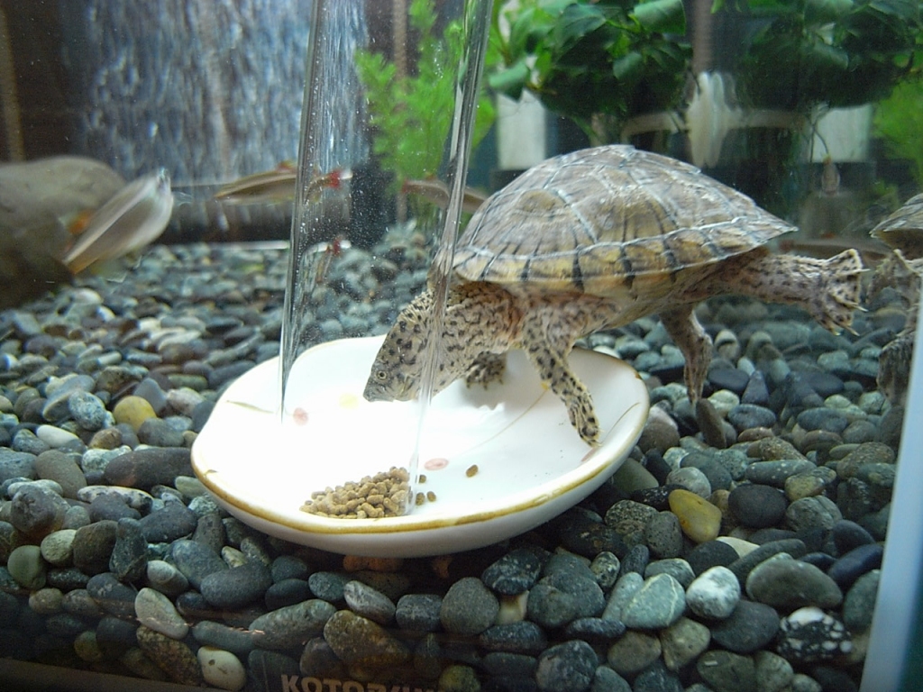 カブトニオイガメ