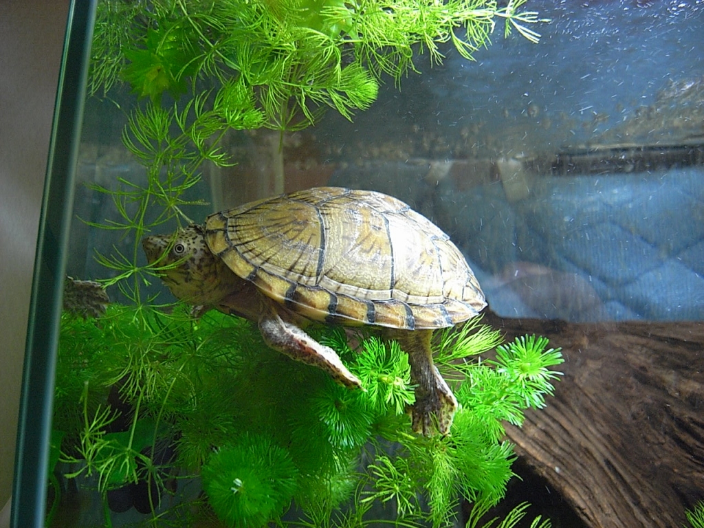 カブトニオイガメ