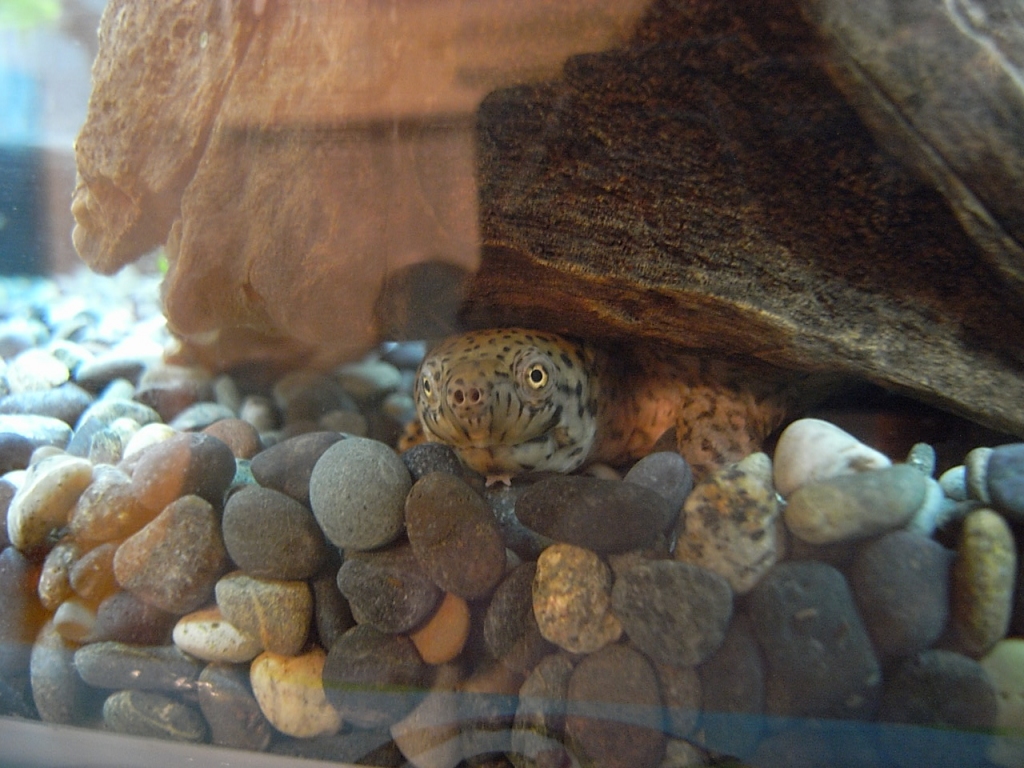 カブトニオイガメ