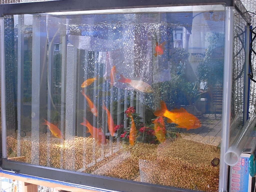 ベランダ金魚