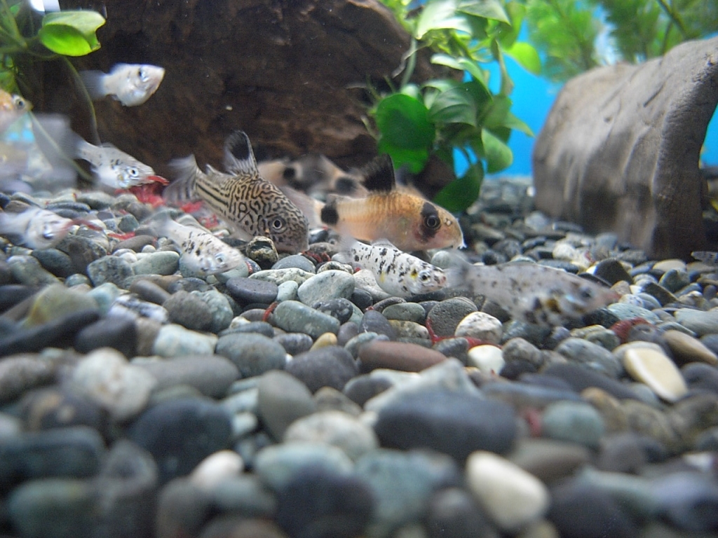 バルーンモーリー稚魚