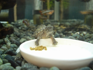 カブトニオイガメ