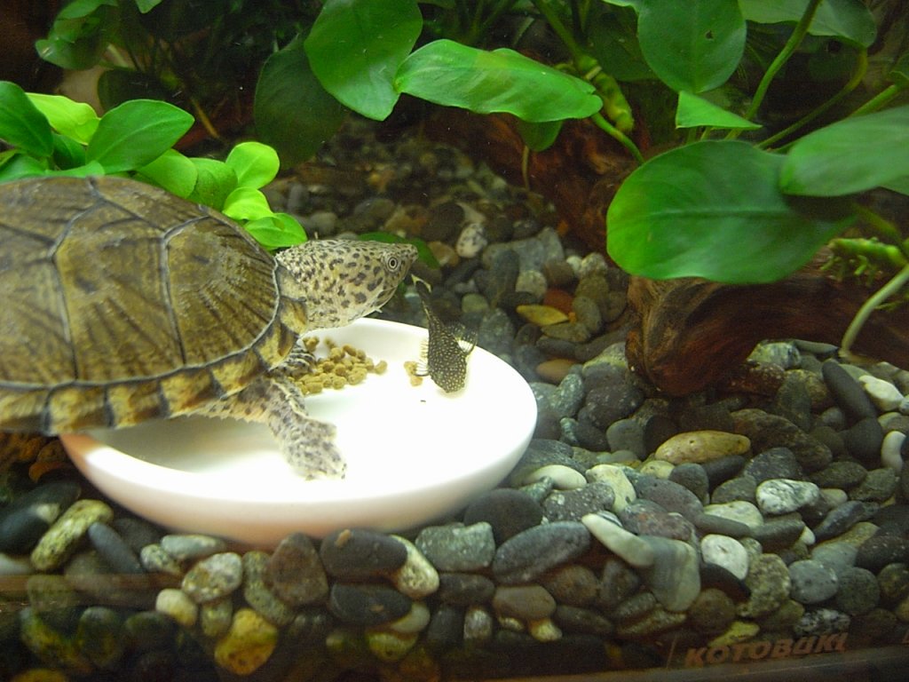 カブトニオイガメのモミジとミニブッシープレコ