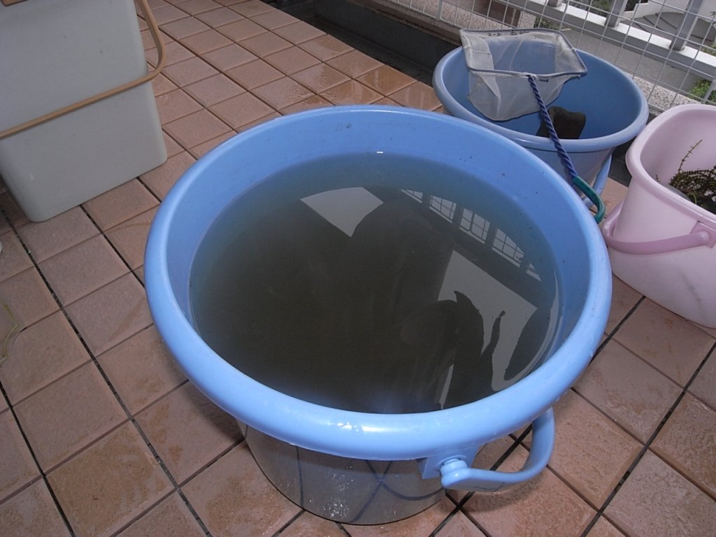 ベランダ水槽の水換え