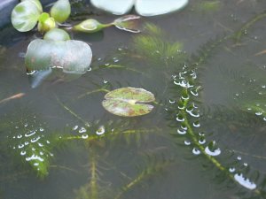 今朝の睡蓮鉢