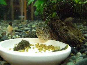 カブトニオイガメのもみじ