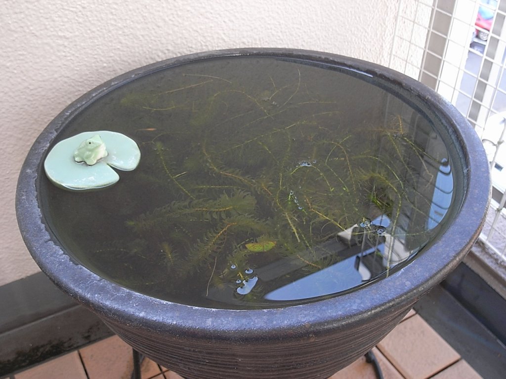 今朝の睡蓮鉢