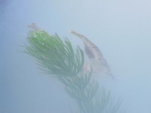 睡蓮鉢の抱卵ミナミヌマエビ
