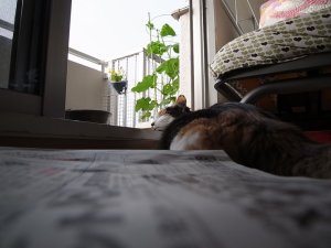 三毛猫ミーちゃん
