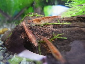 モス水上活着流木