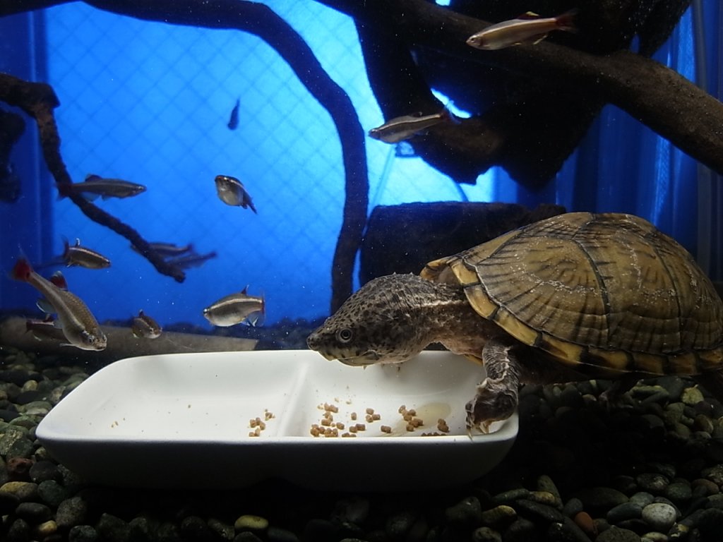 カブトニオイガメのあめちゃん