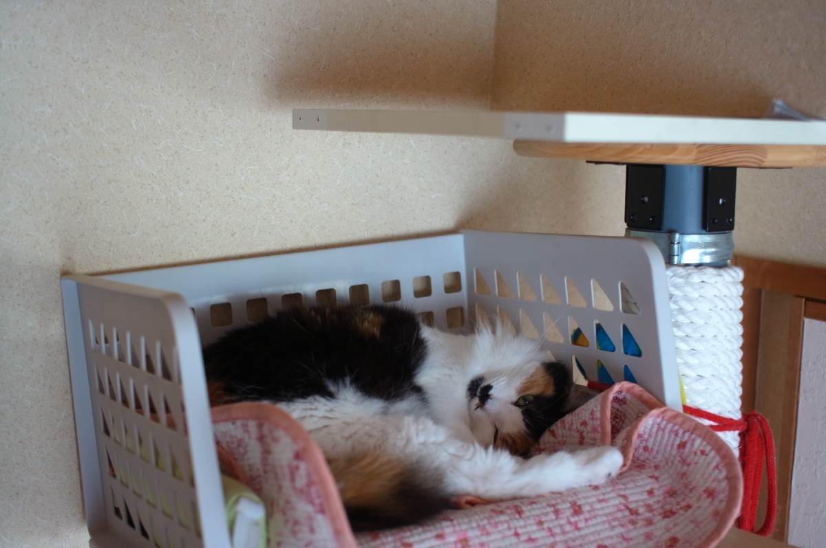 三毛猫ミー